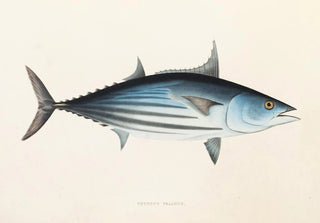 Philipp Franz Balthasar von Siebold - Fauna japonica Pl062.webp