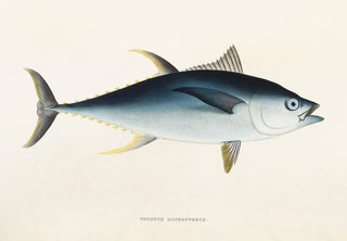 Philipp Franz Balthasar von Siebold - Fauna japonica Pl064.webp