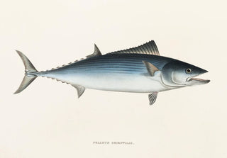 Philipp Franz Balthasar von Siebold - Fauna japonica Pl065.webp