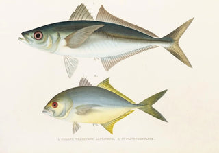 Philipp Franz Balthasar von Siebold - Fauna japonica Pl072.webp