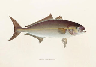 Philipp Franz Balthasar von Siebold - Fauna japonica Pl074.webp