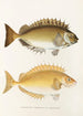 Fauna japonica Pl082 - Philipp Franz Balthasar von Siebold — Ansicht des Kunstwerks
