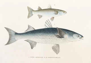 Philipp Franz Balthasar von Siebold - Fauna japonica Pl086.webp