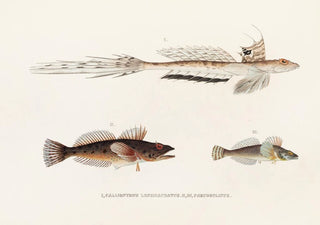 Philipp Franz Balthasar von Siebold - Fauna japonica Pl094.webp