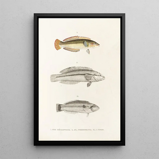 Philipp Franz Balthasar von Siebold - Fauna japonica Pl103.webp