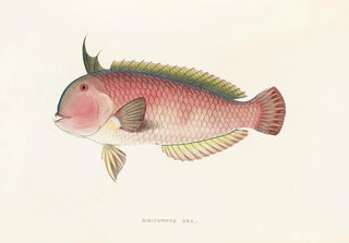 Philipp Franz Balthasar von Siebold - Fauna japonica Pl104.webp