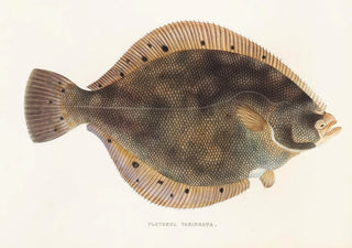 Philipp Franz Balthasar von Siebold - Fauna japonica Pl107.webp