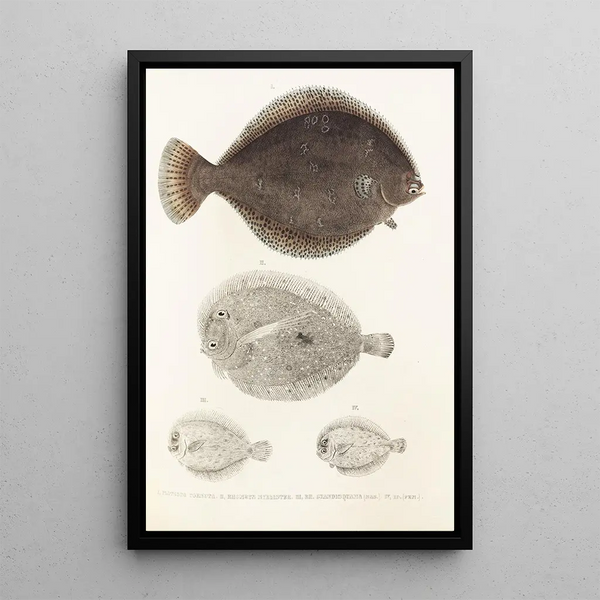 Philipp Franz Balthasar von Siebold - Fauna japonica Pl109.webp