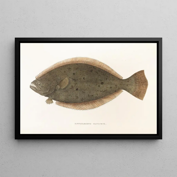 Fauna japonica Pl111 - Philipp Franz Balthasar von Siebold — gerahmtes Bild an der Wand