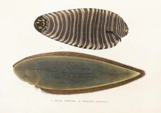 Philipp Franz Balthasar von Siebold - Fauna japonica Pl112.webp