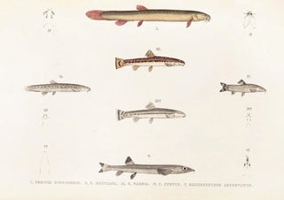 Philipp Franz Balthasar von Siebold - Fauna japonica Pl120.webp