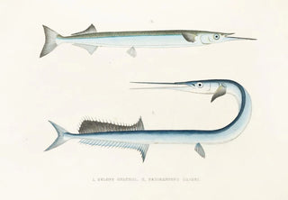 Philipp Franz Balthasar von Siebold - Fauna japonica Pl127.webp