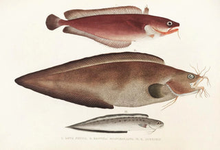 Philipp Franz Balthasar von Siebold - Fauna japonica Pl128.webp