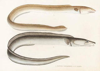 Philipp Franz Balthasar von Siebold - Fauna japonica Pl131.webp