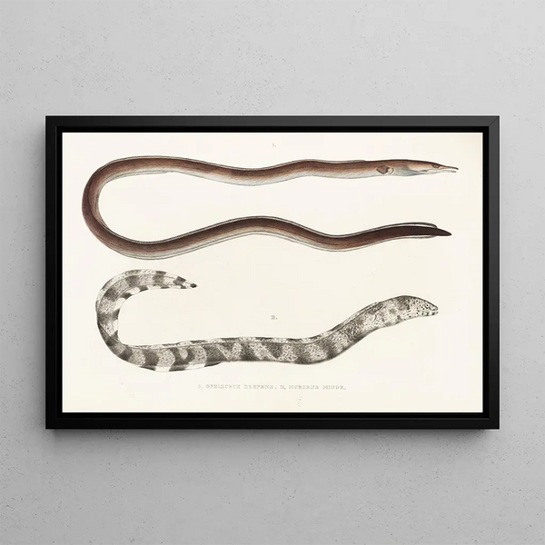 Fauna japonica Pl132 - Philipp Franz Balthasar von Siebold — gerahmtes Bild an der Wand