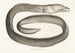 Fauna japonica Pl133 - Philipp Franz Balthasar von Siebold — Ansicht des Kunstwerks