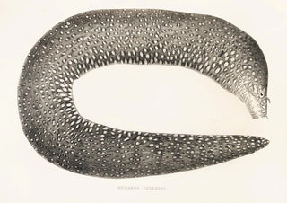 Philipp Franz Balthasar von Siebold - Fauna japonica Pl136.webp
