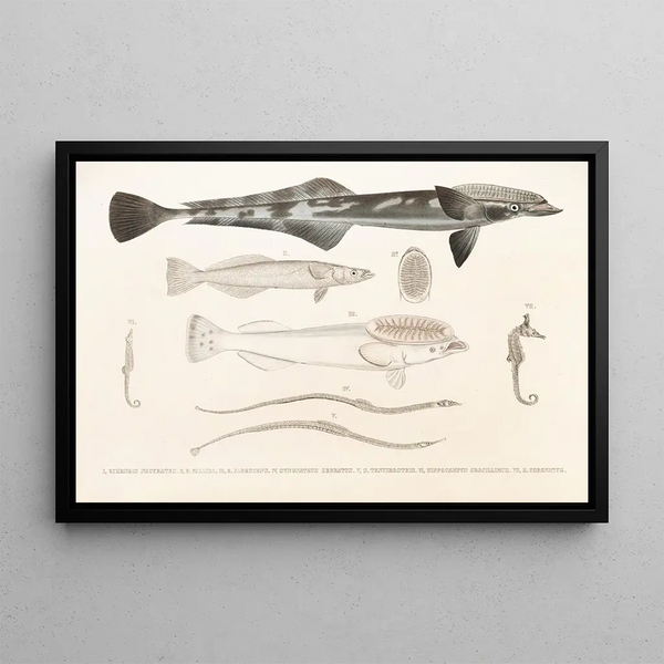 Fauna japonica Pl137 - Philipp Franz Balthasar von Siebold — gerahmtes Bild an der Wand