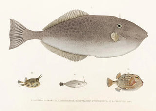 Philipp Franz Balthasar von Siebold - Fauna japonica Pl148.webp