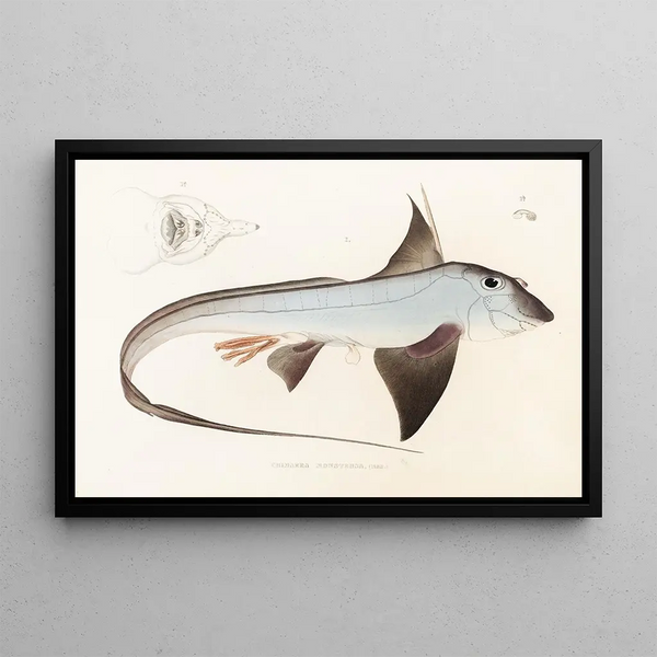 Fauna japonica Pl149 - Philipp Franz Balthasar von Siebold — gerahmtes Bild an der Wand