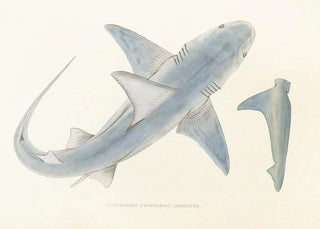 Philipp Franz Balthasar von Siebold - Fauna japonica Pl150.webp