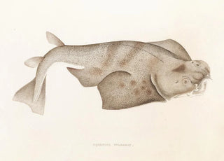 Philipp Franz Balthasar von Siebold - Fauna japonica Pl153.webp