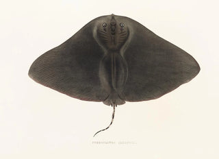 Philipp Franz Balthasar von Siebold - Fauna japonica Pl158.webp