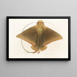 Philipp Franz Balthasar von Siebold - Fauna japonica Pl159.webp