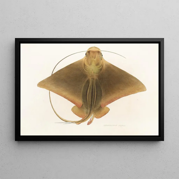 Fauna japonica Pl159 - Philipp Franz Balthasar von Siebold — gerahmtes Bild an der Wand