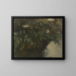 Philipp Rumpf - Flowering elderberry.webp