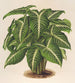 Phyllotnium Lindeni - Charles Antoine Lemaire — Ansicht des Kunstwerks