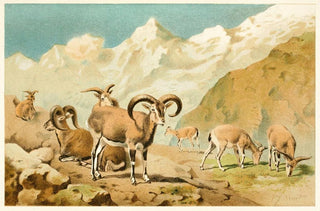 Pierre Jacques Smit - Bharal.webp