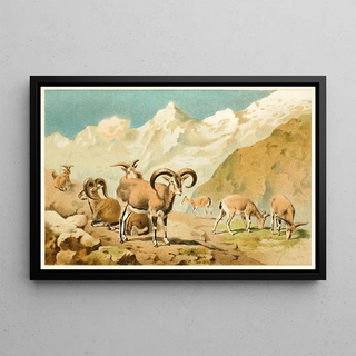 Pierre Jacques Smit - Bharal.webp