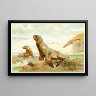 Pierre Jacques Smit - Hookers Sea Lion.webp