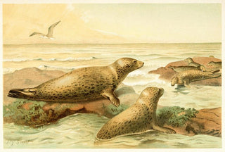 Pierre Jacques Smit - Leopard Seal.webp
