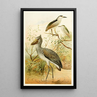 Pierre Jacques Smit - NightHeron and Boatbill.webp