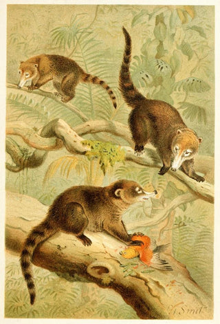 Pierre Jacques Smit - Whitenosed Coati.webp