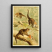 Coati mit weißer Nase - Pierre Jacques Smit — gerahmtes Bild an der Wand