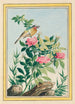 Pflanzen aus China Pl005 - Pierre Joseph Buchoz — Ansicht des Kunstwerks