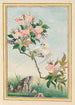 Pflanzen aus China Pl007 - Pierre Joseph Buchoz — Ansicht des Kunstwerks