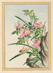 Pflanzen aus China Pl008 - Pierre Joseph Buchoz — Ansicht des Kunstwerks