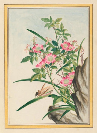 Pierre Joseph Buchoz - Plantes de Chine Pl008.webp