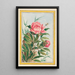 Pflanzen aus China Pl009 - Pierre Joseph Buchoz — gerahmtes Bild an der Wand