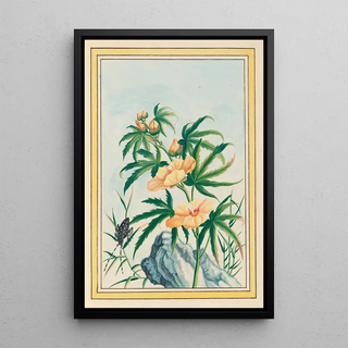 Pierre Joseph Buchoz - Plantes de Chine Pl018.webp