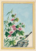 Pflanzen aus China Pl019 - Pierre Joseph Buchoz — Ansicht des Kunstwerks