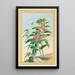 Pflanzen aus China Pl020 - Pierre Joseph Buchoz — gerahmtes Bild an der Wand