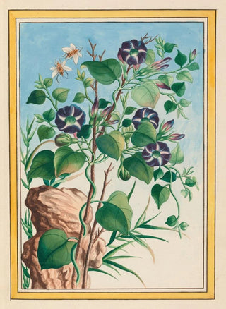 Pierre Joseph Buchoz - Plantes de Chine Pl023.webp