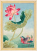 Pflanzen Chinas Pl026 - Pierre Joseph Buchoz — Ansicht des Kunstwerks