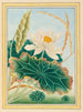 Pflanzen aus China, Tafel 28 - Pierre-Joseph Buchoz — Ansicht der botanischen Tafel