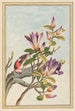 Pflanzen aus China Pl031 - Pierre Joseph Buchoz — Ansicht des Kunstwerks